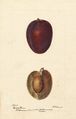 Plum (variety Pacific Prune) - watercolor 1893