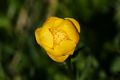 Trollius europaeus