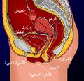 تصغير للنسخة بتاريخ 01:35، 22 يونيو 2009