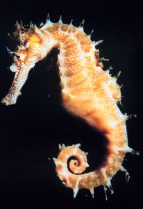 The slowest-moving fishes are the sea horses, often found in reefs. The slowest of these, the dwarf seahorse, attains about five feet per hour.[2]