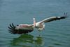 Great White Pelican AdF.jpg