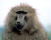 Olive baboon.jpg