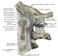 Median sagittal section through the occipital bone and first three cervical vertebræ.