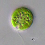 Chlamydomonas globosa, a unicellular green alga with two flagella just visible at bottom left