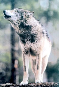 Gray Wolf in Grand Teton NP-NPS.jpg