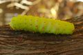 Caterpillar of the Polyphemus moth (Antheraea polyphemus), ڤرجينيا, USA