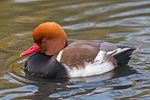 Netta rufina (Red-crested Pochard) Male, London Wetland Centre - Diliff.jpg