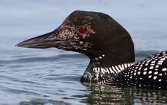 Common Loon