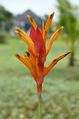 Heliconia psittacorum, or Parrot's Flower, is a perennial herb native to the Caribbean and northern South America.