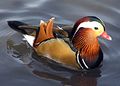 Mandarin Duck at Slimbridge Wildfowl and Wetlands Centre, Gloucestershire, England.