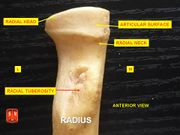 الكعبرة، radial head - anterior view