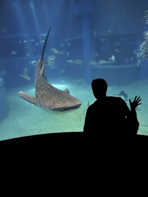 Photograph of captive whale shark in aquarium