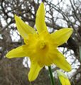 Daffodil Narcissus on Vancouver Island