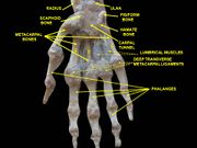 Wrist joint. Deep dissection.Anterior, palmar, view.