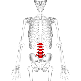 Lumbar vertebrae anterior.png