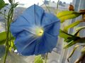 Morning glories, like many other flowers, have a pentagonal shape.