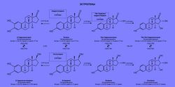 Стероидогенез эстрогенов.jpg