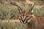 Caracal Caracal-001.jpg