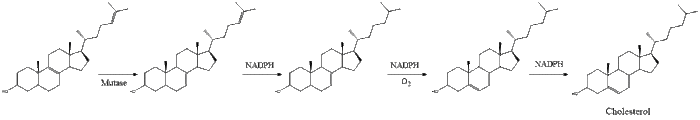 Cholesterol Synthesis 12.gif