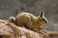 A viscacha في صحراء سور ليپز، بوليڤيا