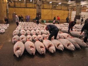 Photo of multiple rows of tuna