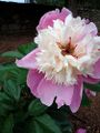 Paeonia lactiflora cultivar 'Bowl of Beauty'