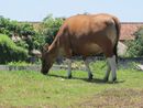 Balinese cow.JPG