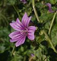 Malva-sylvestris-20070430-1.jpg