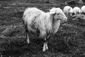 Sardinian Sheep - pecora sardegna.jpg
