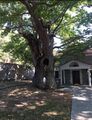 Church of assumption and eternal plane tree. Karyes, Laconia