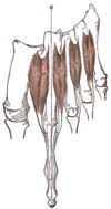 Central muscles of foot