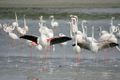 Ras al Khor Bird Sanctuary, Dubai