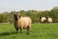 Hog Island Sheep USDA ARS.jpg