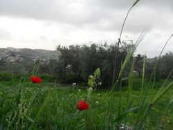 Pastoral view of Baraachit