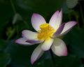 The golden-colored core of a lotus bloom is a seed pod.