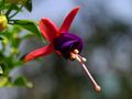 Fuchsia sp., flower