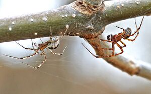 Hammock Spiders (Pityohyphantes spp.) courting. Female left and male right.