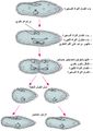 تصغير للنسخة بتاريخ 19:25، 9 أكتوبر 2011