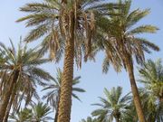 Palm Trees in Unaizah.jpg