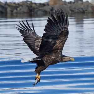 White tailed eagle raftsund square crop.jpg