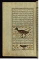 Zakariya ibn Muhammad Qazwini - A Turkey and a Bird Called Abu Haruz - Walters W659115A - Full Page.jpg