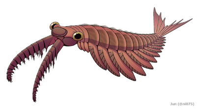 The Anomalocaris ("abnormal shrimp") was one of the first apex predators and first appeared about 515 Ma.