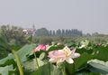 أزهار اللوتس على بحيرة سوبريوري