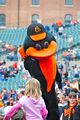 Mascot of the Baltimore Orioles baseball team