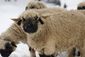 Valais Blacknose Sheep.jpg