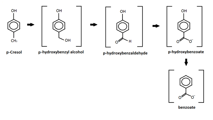 P-cresol degradation to benzoate.png