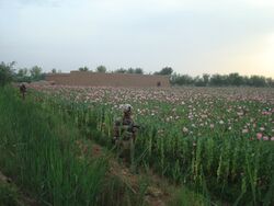 جنود مارينز أمريكان في دورية بجوار حقل أفيون في 2010