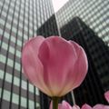 Tulips are common in urban landscaping, as seen here in front of an office tower in Ottawa