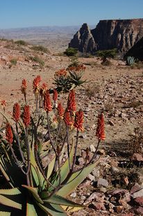 Aloe en una zona desértica de Etiopía