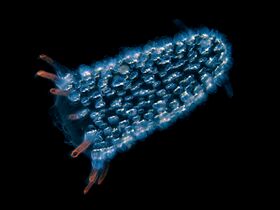 Pyrosomes are free-floating bioluminescent tunicates made up of hundreds of individuals.